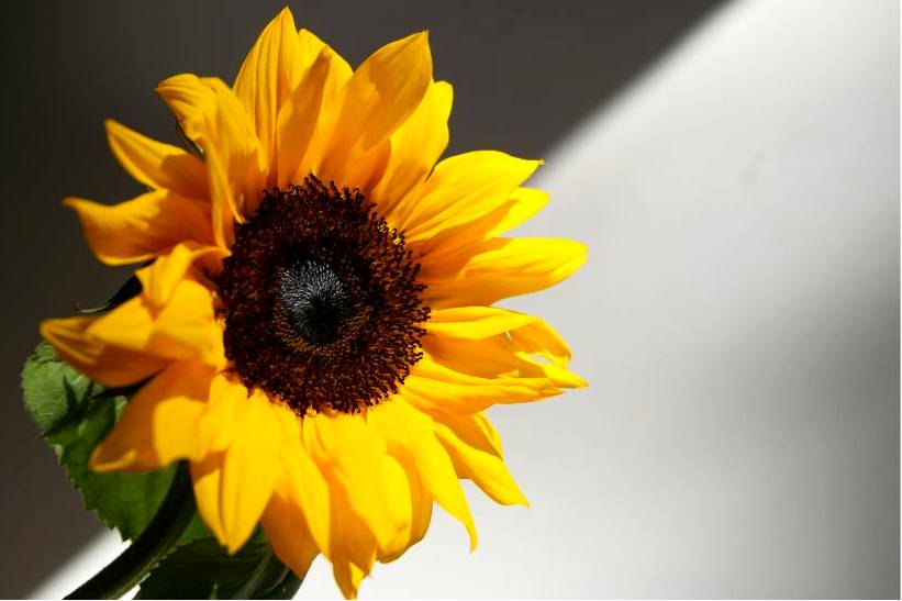Eco arrangement 2